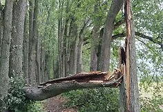 Storm effects in the Anykščiai Regional Park area