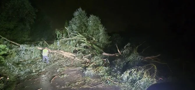Photo by Michał P./Uprooted trees in the Mazovia voivodeship