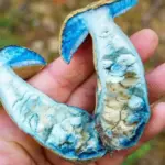 Perpjovusi grybą Irena was stunned – it turned completely blue: a mycologist explained what this "horror" is