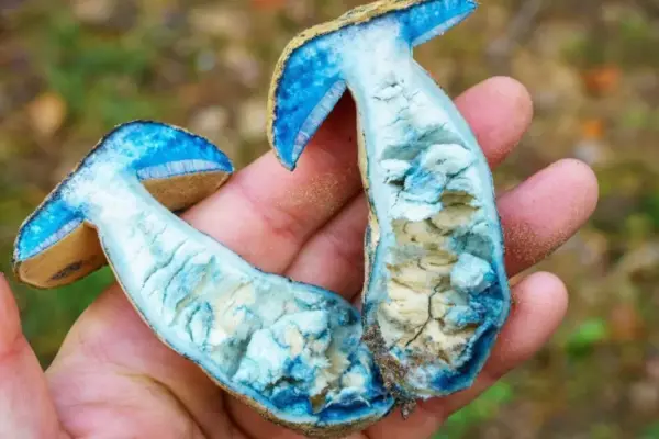Perpjovusi grybą Irena was stunned – it turned completely blue: a mycologist explained what this "horror" is