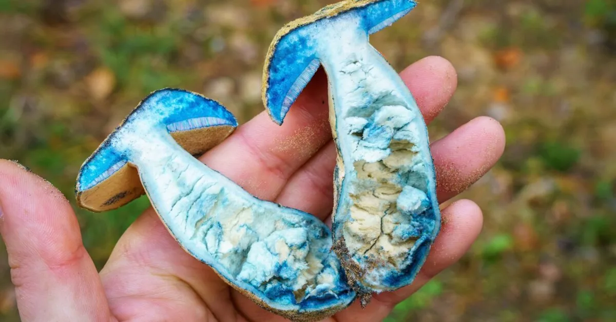 Perpjovusi grybą Irena was stunned – it turned completely blue: a mycologist explained what this "horror" is