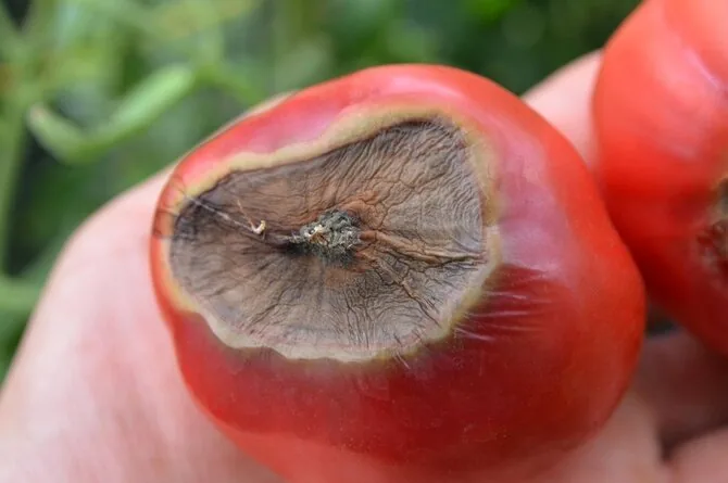 Shutterstock photo/Tomato rot