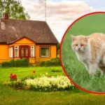 Danutė is furious – the neighbor's cat has covered the plot with feces: "Why do we have to live in the stench?"