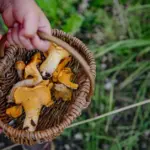 Are you preparing to mushroom in the forest? The doctor warns: do not make this mistake