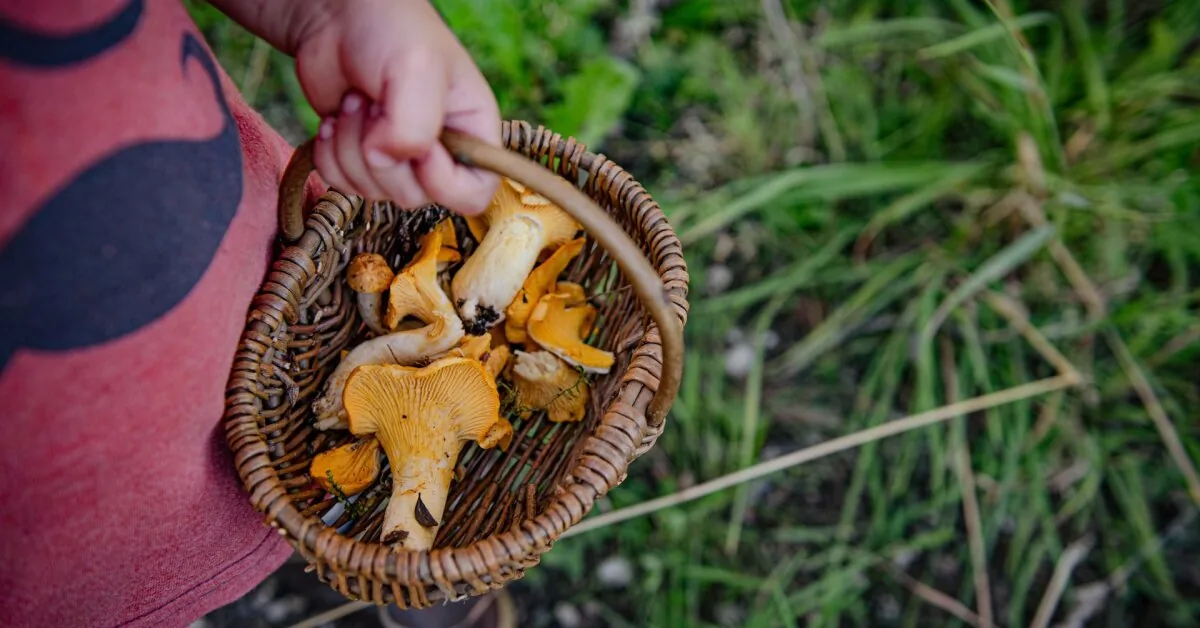 Are you preparing to mushroom in the forest? The doctor warns: do not make this mistake