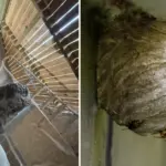 Nijolė is sitting on pins and needles – hornets have infested the toilet: experts answered how to get rid of them