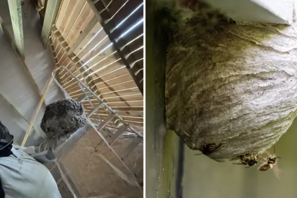 Nijolė is sitting on pins and needles – hornets have infested the toilet: experts answered how to get rid of them