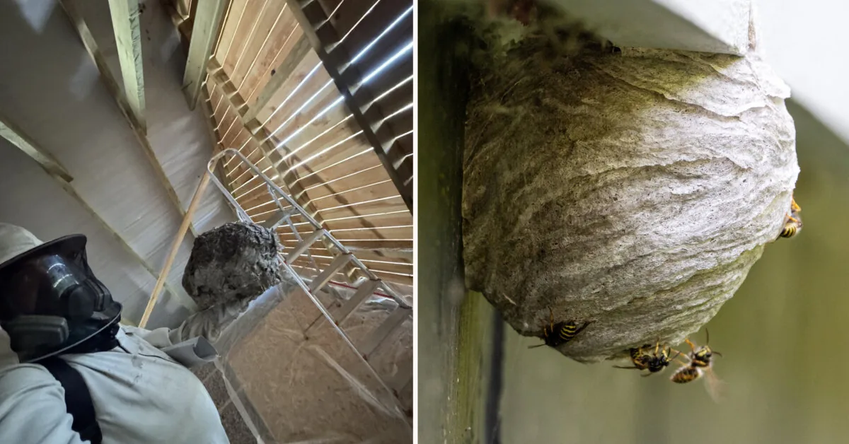 Nijolė is sitting on pins and needles – hornets have infested the toilet: experts answered how to get rid of them