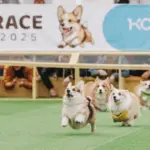 Corgi record in Vilnius: 150 participants from nine countries, including the first Briton