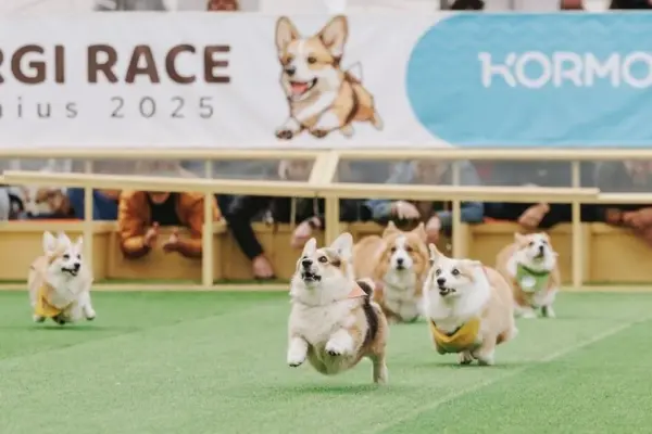 Corgi record in Vilnius: 150 participants from nine countries, including the first Briton