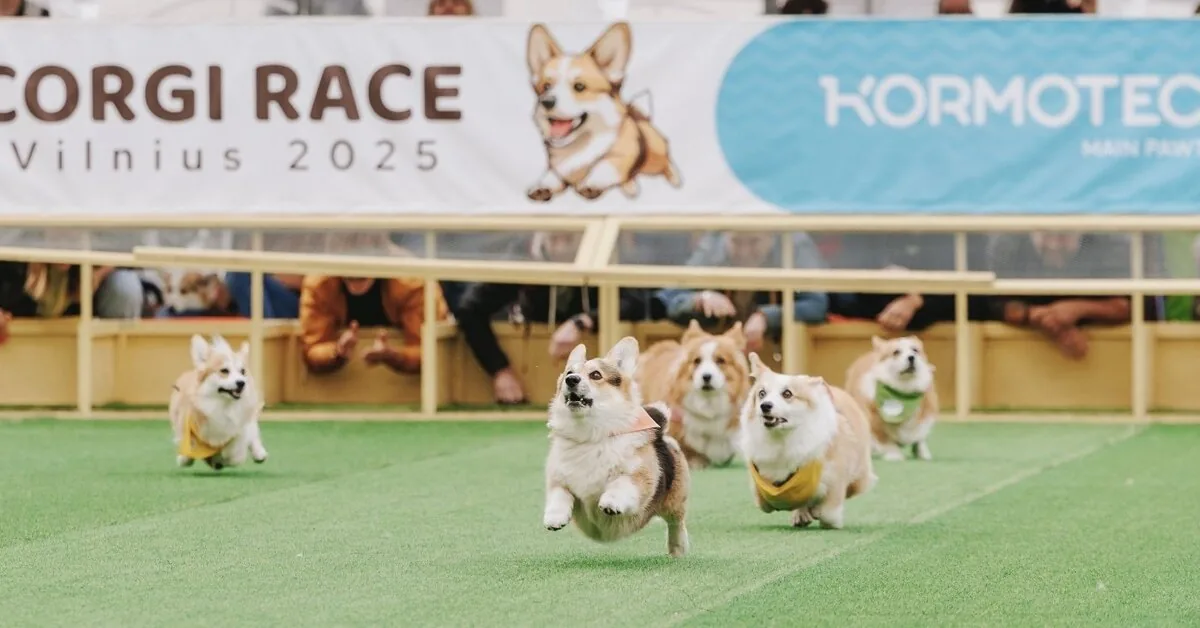 Corgi record in Vilnius: 150 participants from nine countries, including the first Briton