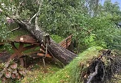 The storm toppled a huge birch in Kaišiadorys district