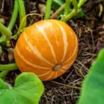Grow pumpkins? One job in August will ensure an impressive harvest