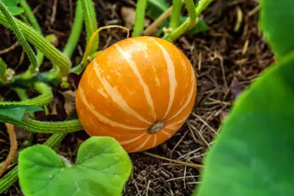 Grow pumpkins? One job in August will ensure an impressive harvest