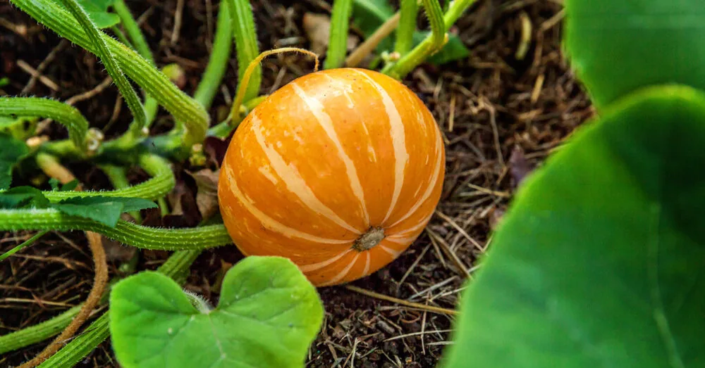 Grow pumpkins? One job in August will ensure an impressive harvest