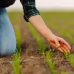 Artificial intelligence failure: farmer relying on chatbot destroyed 10 ha of crops