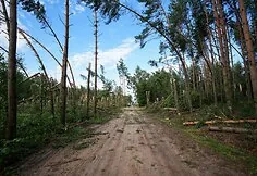 The storm caused a lot of damage in Druskininkai municipality
