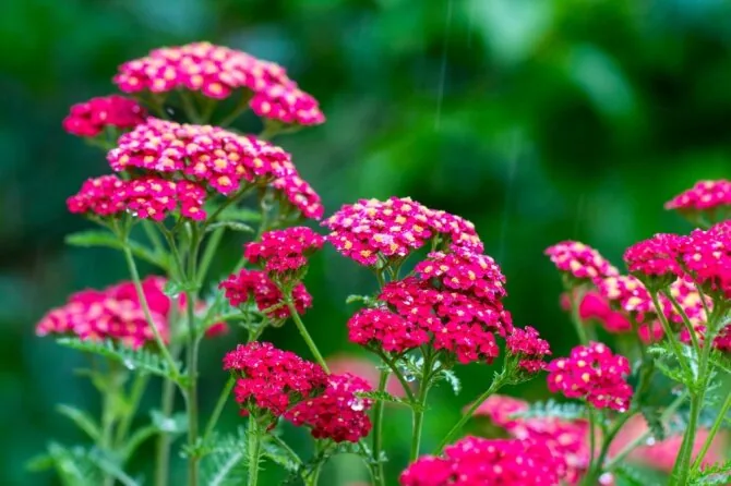 Shutterstock nuotr./Kraujažolė (lot. Achillea millefolium) „Sassy Summer Sangria“