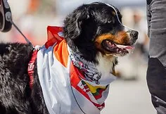 Belarusian Dignity Day