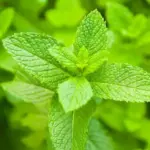 5 plants in the garden that can become uncontrollable