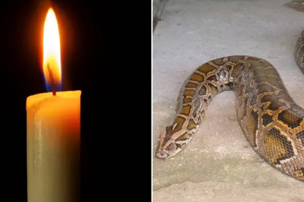 Giant snake swallowed a 50-year-old woman: a horrific family tragedy shocked Indonesia