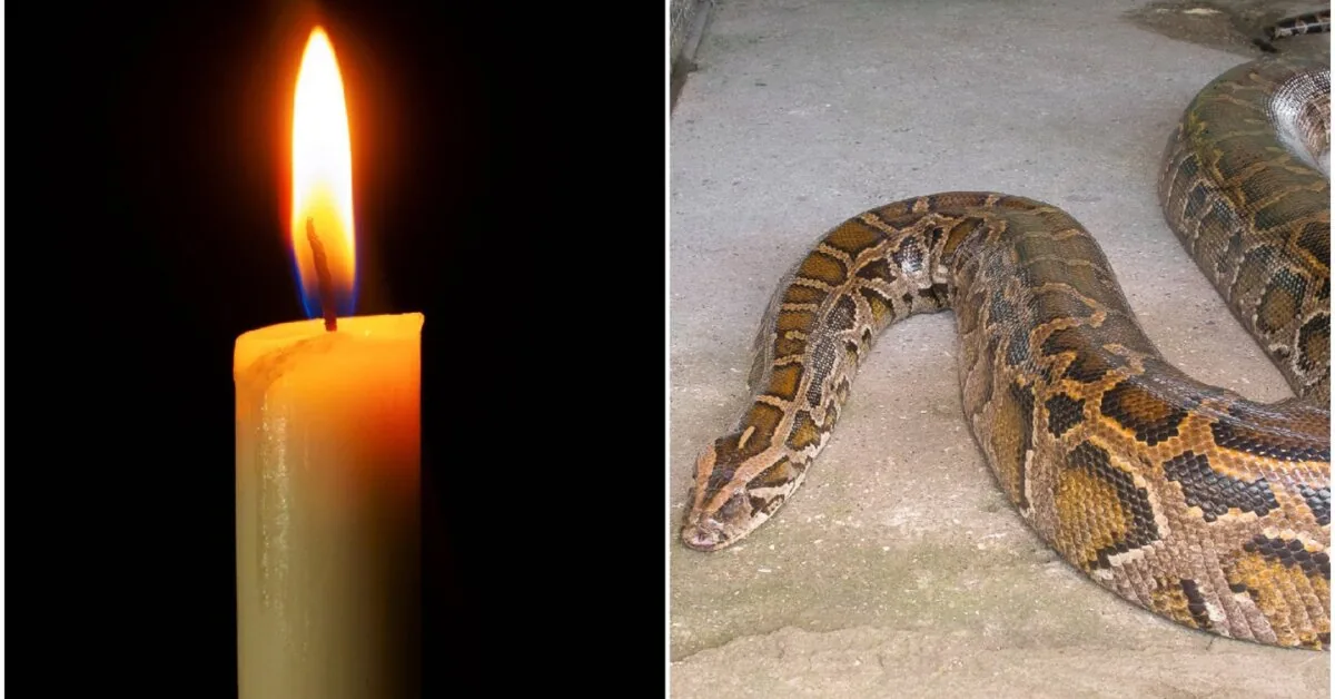 Giant snake swallowed a 50-year-old woman: a horrific family tragedy shocked Indonesia