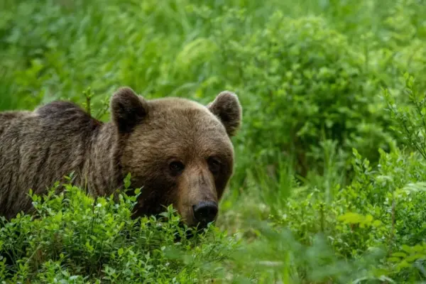 In the forests of Canada, torn bodies were found: revealed how retired fishermen died