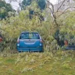 "Nowhere else did the wind cause damage": one broken tree – 5 damaged cars