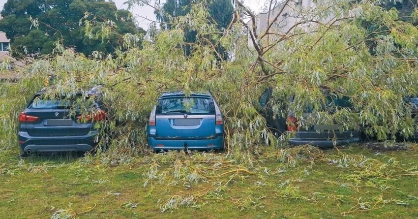 "Nowhere else did the wind cause damage": one broken tree – 5 damaged cars
