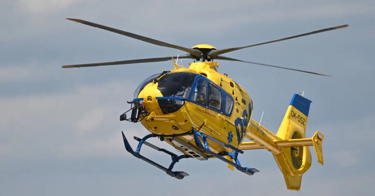 2 women and 1 child dead: boars caused a terrible accident in the Czech Republic