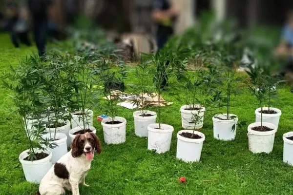 Service dog Mėta visited Rietavas: plants in the greenhouse attracted attention