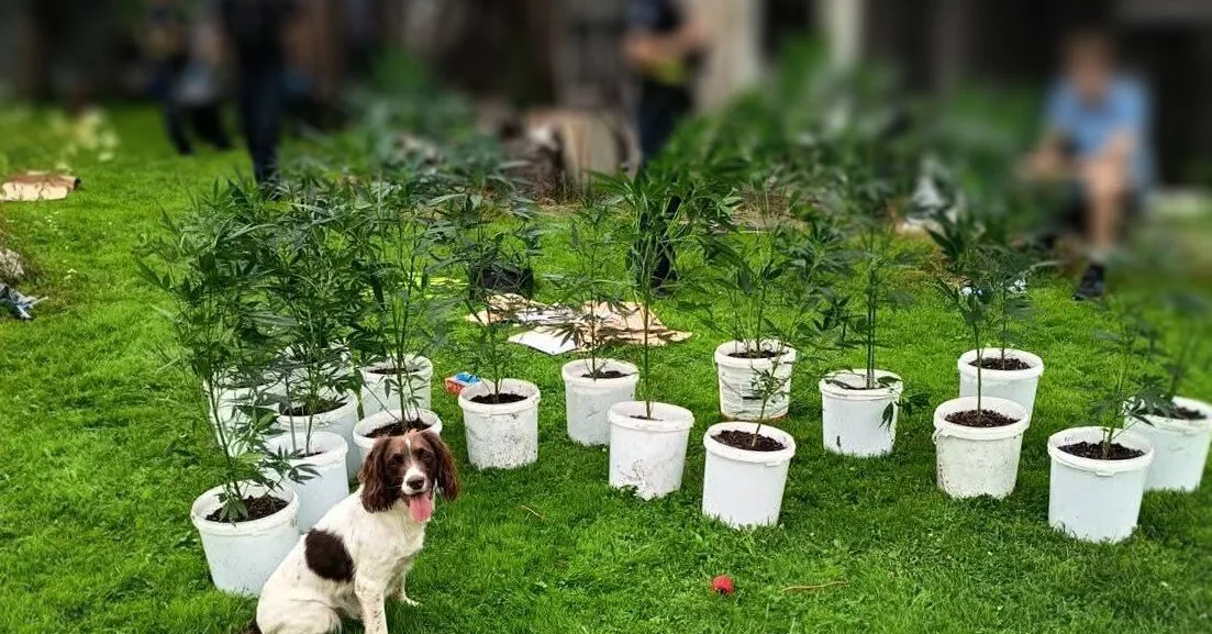 Service dog Mėta visited Rietavas: plants in the greenhouse attracted attention