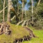 Due to the consequences caused by the storm, the Vilnius district municipality is considering declaring an emergency situation