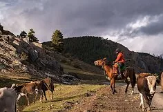 Tušetija