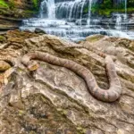 Dramatic rescue operation in California: after a rattlesnake bite, a hiker had to be evacuated from the forest by helicopter