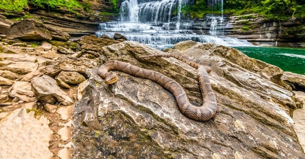 Dramatic rescue operation in California: after a rattlesnake bite, a hiker had to be evacuated from the forest by helicopter