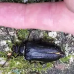 In Rūda forest, a rare Lithuanian 'giant' appeared: grows almost up to 5 centimeters