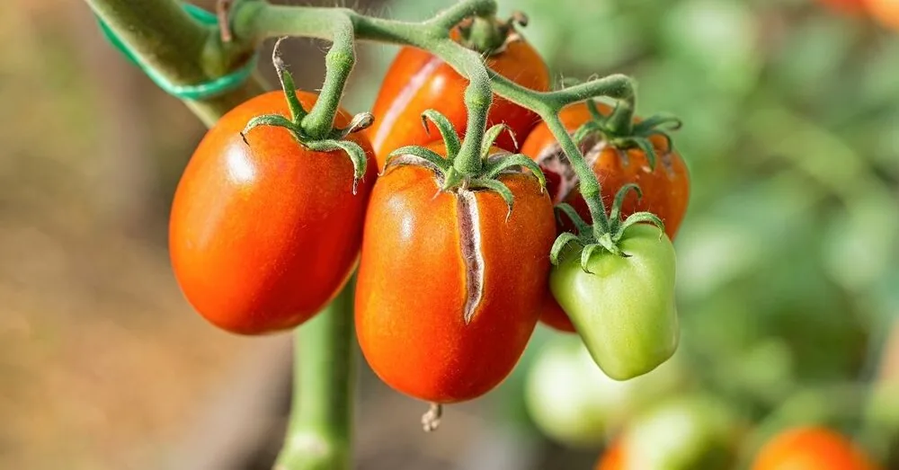 Tomatoes are cracking right on the bush? Don’t make these mistakes in August