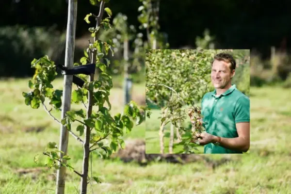 Gurskas answered why seedlings do not take root: shared golden rules
