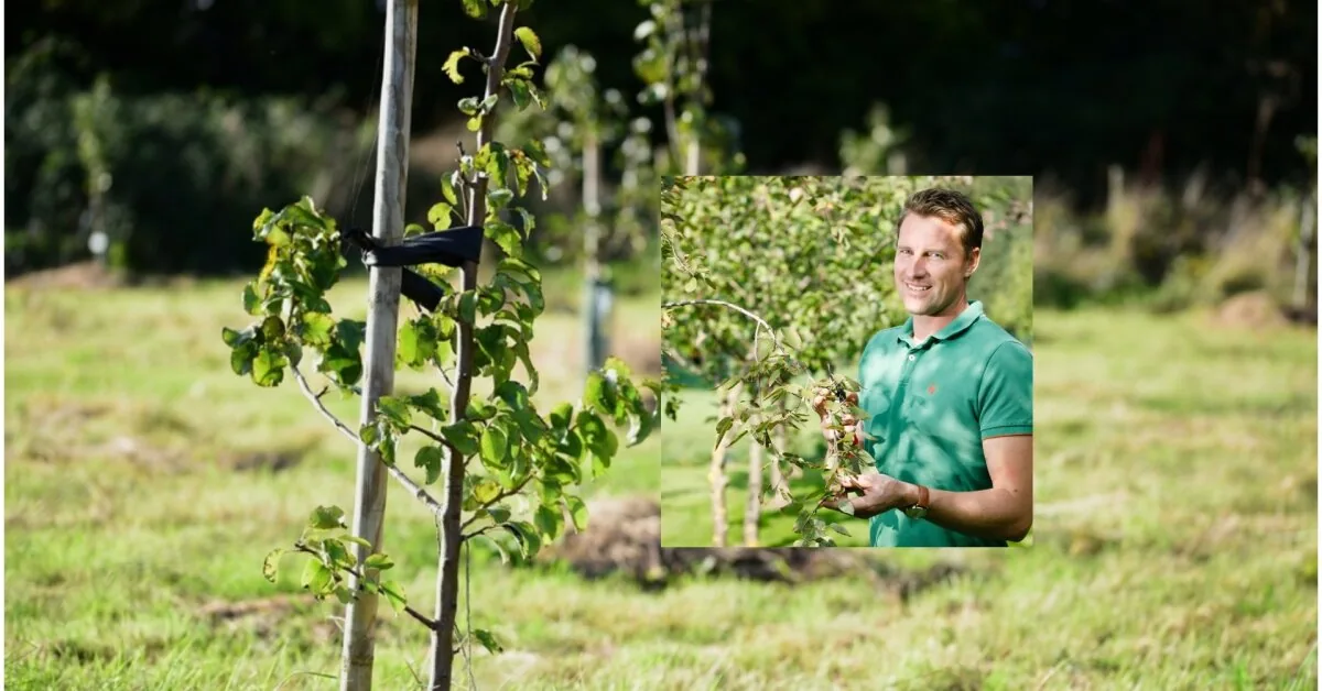 Gurskas answered why seedlings do not take root: shared golden rules