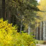 A man lost in the forest near Klaipėda discovered a gruesome find: it was difficult for the officers to approach as well