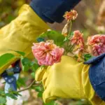 Roses have bloomed – what to do now? The most important tips for bushes to thrive for many years