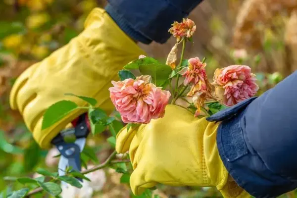 Roses have bloomed – what to do now? The most important tips for bushes to thrive for many years