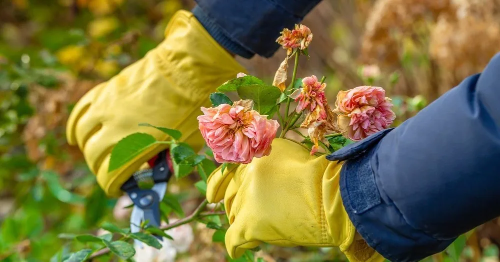 Roses have bloomed – what to do now? The most important tips for bushes to thrive for many years