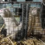 This year about 0.5 million animals will be culled, the estimated damage amounts to millions