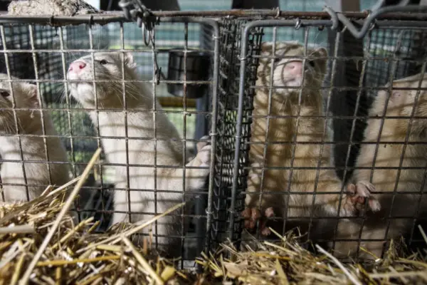 This year about 0.5 million animals will be culled, the estimated damage amounts to millions
