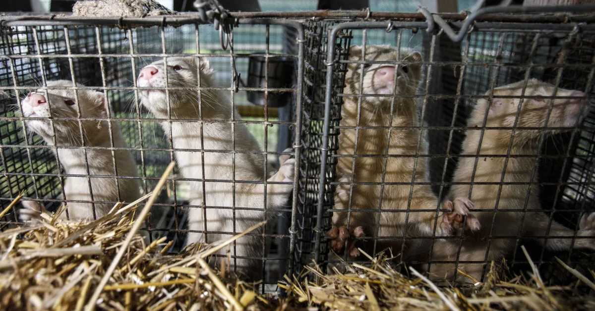This year about 0.5 million animals will be culled, the estimated damage amounts to millions