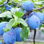 Don't make this mistake when harvesting plums – the tree will weaken, and the fruits will grow small