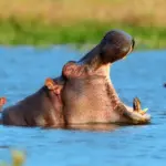 Tragedy on the Kenyan river: an enraged hippopotamus attacked people in a canoe, a 1-year-old girl died