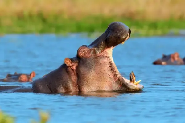 Tragedy on the Kenyan river: an enraged hippopotamus attacked people in a canoe, a 1-year-old girl died